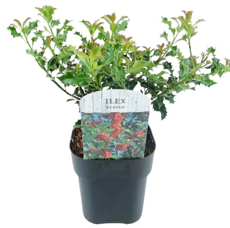 Acebo - Flor de Navidad - Planta XL - Ilex - Planta Natural Típica Navidad