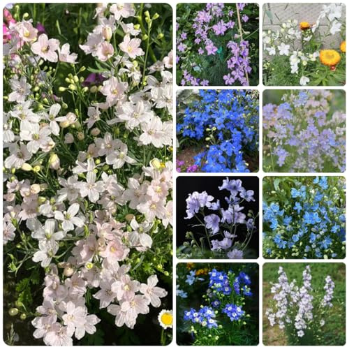 semillas de delphinium, perenne resistente, sombra espuela de caballero de jardín, resistentes al aire libre para 150pcs