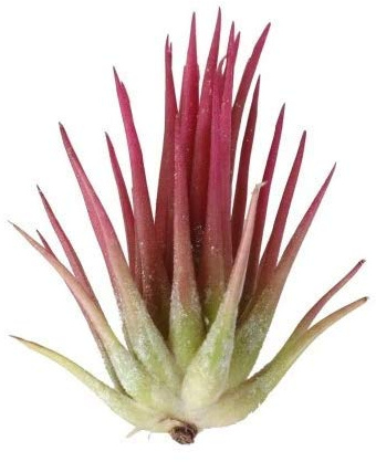Planta del Aire Color Rojo Tillandsia Ionantha Rubra Clavel del Aire Rojo 5cm Tillandsia Roja Planta Aérea