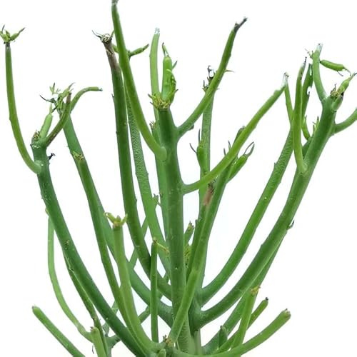 Euphorbia tirucalli albero delle matite succulenta firestick rossa