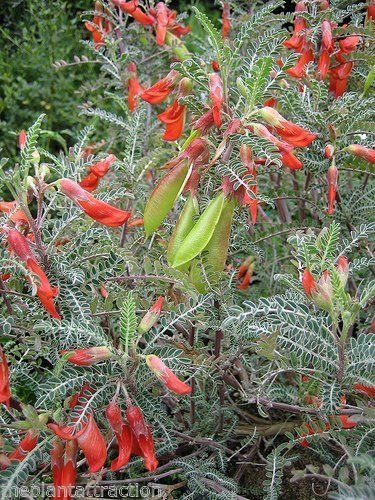 Portal Cool 100: Lessertia frutescens, africana Sutherlandia Arbusto 7 o 100 semi, el tumor de Bush