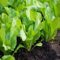 60 semillas de mostaza de hoja ancha verde