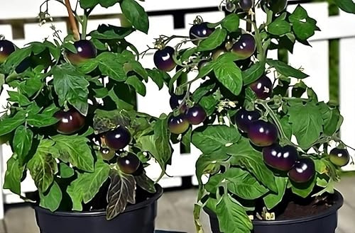 Blaue ZIMMERTOMATE 10+ Samen - kompakte reichtragende Kirschtomate P 512