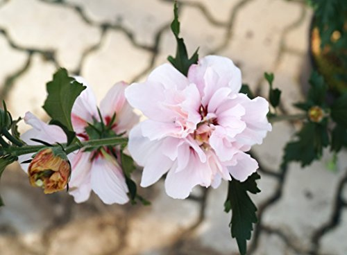 Hibiskus Leopoldii rosa Blüte Hibiskus Eibisch Leopoldii Hibiscus Leopoldii Containerware 40-60 cm hoch,