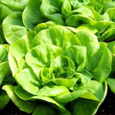 Lettuce All Year Round 1000 Seeds + Freebie + Plant tag Lactuca Sativa