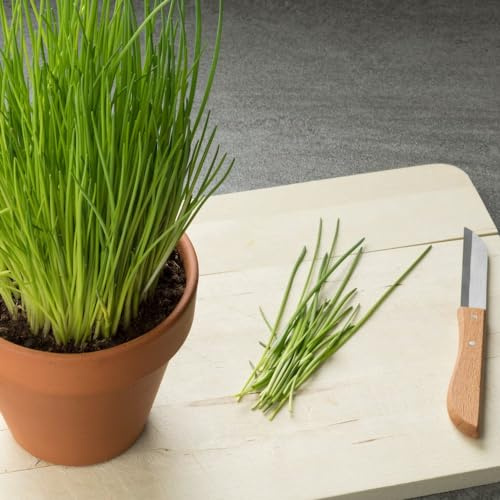 Allium Schoenoprasum Planta del Cebollino Especial para Cocina Planta Aromática