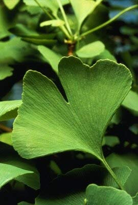 Generische frische Packung mit 10 Ginkgo-Biloba-Baumsamen zum Pflanzen von Grün 2