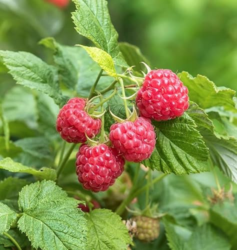 Himbeere Autumn Belle - Rubus idaeus - lebende Gartenpflanze aus den Baumschulen