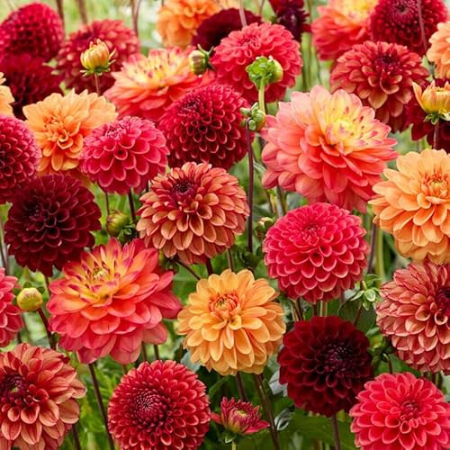 Dahlie Indian Summer Mischung | 5 Stück | Blumenzwiebel | Knolle | Schnittblume | Gemischt | Orange | Rot | Großpackung | 100% Blütegarantie | QFB Gardening