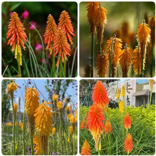 semi di giglio torcia, esotici Kniphofia uvaria, semi di resistente al giglio torcia decorazione del giardino per esterno Le da giardino sono 150pcs