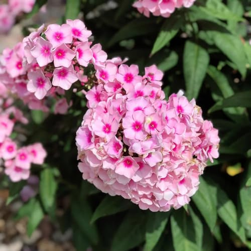 phlox bodendecker - bodendecker winterhart mehrjährig hochbeete für garten dekoration wohnzimmer 350samen