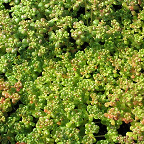 6 x Sedum Oreganum - Perenni Vaso 9cm x 9cm