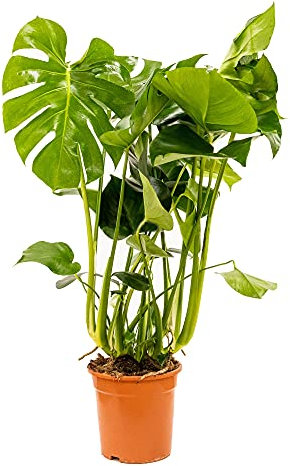 Bonplants Monstera Deliciosa, Pianta del Pane Americana, Vaso 21 cm, h 65 cm (Vaso da Vivaio)