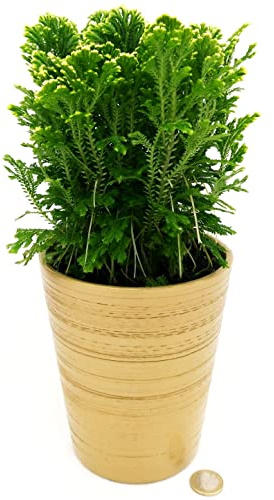 POWERS TO FLOWERS - SALAGINELLA JORI IN VASO CERAMICA ORO, FELCE PURIFICA ARIA, Pianta vera