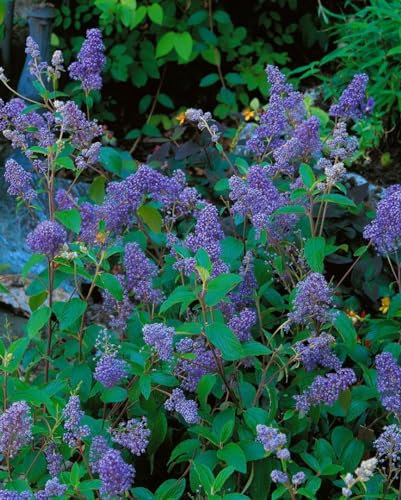 Ceanothus delilianus 'Henry Desfosse' 40–60 cm – Mehrjährig, Pflegeleicht – Säckelblume – Zierstrauch für Beet & Garten