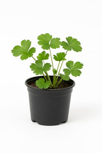 Waldsteinia ternata – Waldsteinie – 6 Pflanzen – 15cm – Bodendeckende Gartenstaude mit gelben Blüten – Winterharte & pflegeleichte Pflanze für Beet & Gehölzrand (12)
