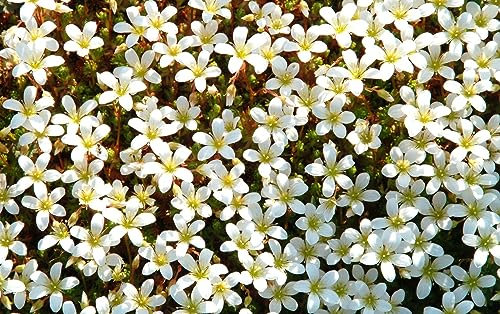 Saxifraga blanc - Saxifrage mousse 100, Perce-pierre - Gazon Turc plante vivace, couvre-sol