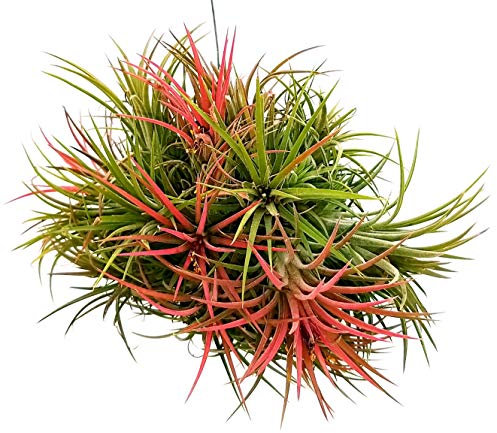 POWERS TO FLOWERS - TILLANDSIA DELL'ARIA MAGIC RED, PIANTA MADRE, pianta vera