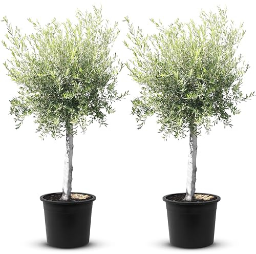 TropicTrees - Olivenbaum winterhart mit einer Höhe von ca. 170cm und einem Stammumfang von 20-40 cm - 45 Jahre alt - echter Olivenbaum mit echten, essbaren Olivenfrüchten - Olea Europaea - 2 Stück
