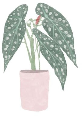 ArtDirect Polka Dot Begonia V Unframed Art Print Giclee Poster by Bannarot - Ready for Framing with Customization Sizes 8x8, 11x11, 16x16, 24x24, 36x36, and 48x48 Inches