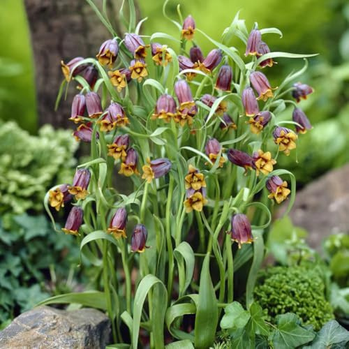 tuberi imperiali corona - resistenti giardino balcone rare decorativi 15pcs
