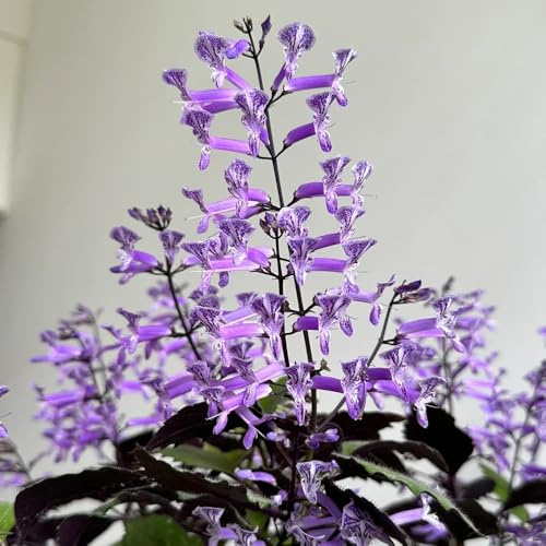 semillas de lavanda, lavanda orgánicas, silvestres, perennes, resistentes balcón del jardín, perennes resistentes 200pcs