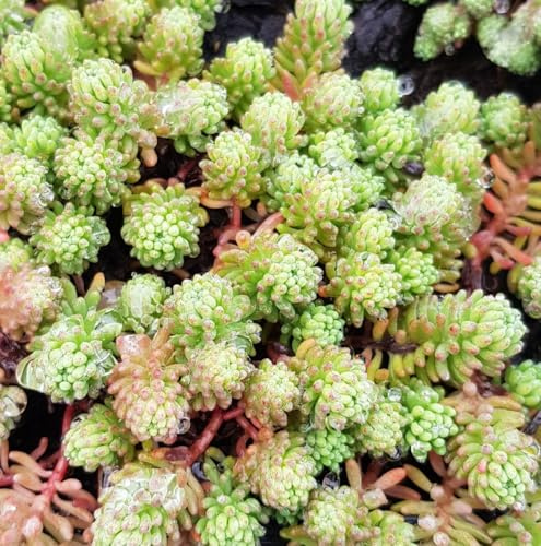 Sedum hispanicum 'Blue Carpet' / Orpin d'Espagne/Godet/Succulente
