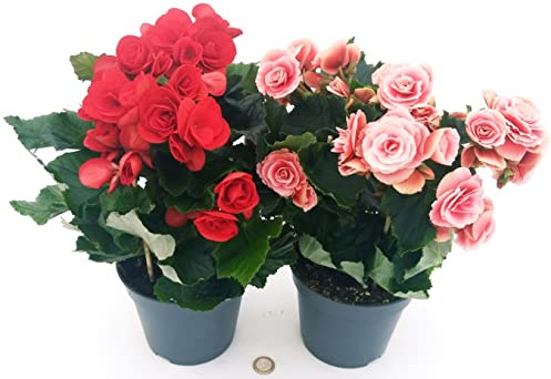 POWERS TO FLOWERS - BEGONIA BORIAS (ROSA ANTICO) e BALADIN (ROSSA), VASO 14 CM, piante vere