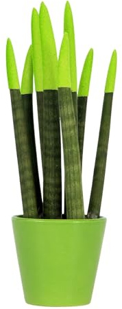 Plant in a Box - Sansevieria Cylindrica - Velvet Touchz - Inclusa Vaso Decorativo Verde - Altezza 20-40cm - Vaso 9cm