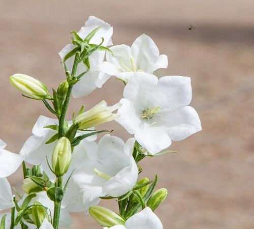 Giant Campanula Flower Seeds White 100pcs