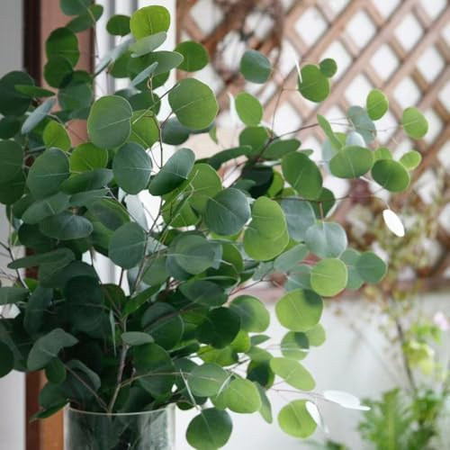 eukalyptus kaufen baumsamen bonsai gartendeko für draußen winterharte kübelpflanzen balkon grünpflanzen exotische baumsamen garten immergrüne balkonpflanzen gartenpflanzen winterhart 200samen