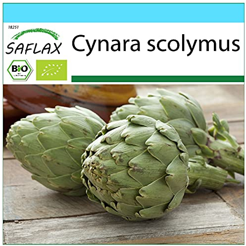 SAFLAX - Presentförpackning - Ekologiskt - Kronärtskocka - Imperial Star - 5 Frön - Med presentförpackning, kort, etikett och pottsubstrat - Cynara scolymus