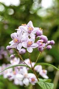 Rosendeutzie Deutzia hybrida Mont Rose 60-100 cm Blütenstrauch winterhart | Rosa Blüten, sonnig bis halbschattig, bienenfreundlich, schnittverträglich, ideal für Beet, Rabatte und Kübel