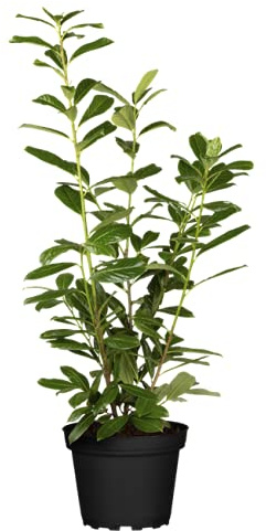 Kirschlorbeer Prunus laurocerasus Novita 60-80 cm winterhart immergrün | 20 Stück im Set, schnellwachsend, schnittverträglich, ideal als Sichtschutz, robuste Heckenpflanze, sonnig bis halbschattig