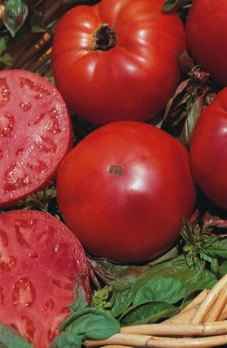 Buy4seeds Tomato MARMANDE SUPERPRECOCE 80 Italian Seeds Easy to Grow Garden Yard Patio