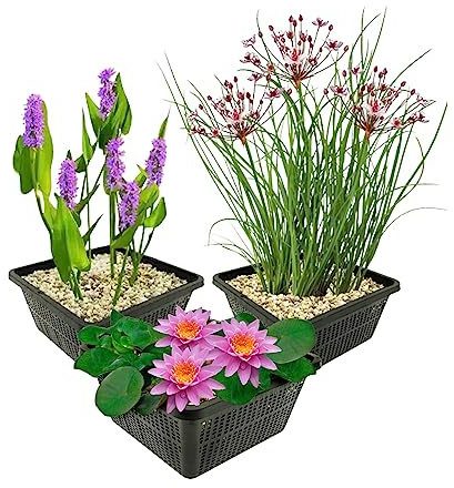 vdvelde․com - Nenúfar enano rosa, 9 plantas de estanque con Pontederia