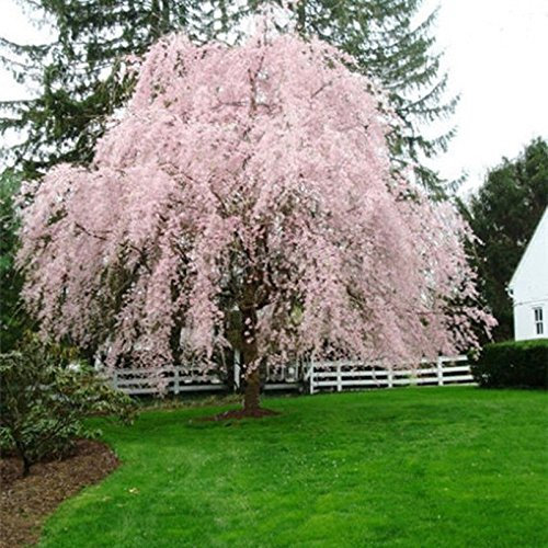5 Weeping Light Pink Cherry Tree semi di fioritura giapponese ornimental giardino