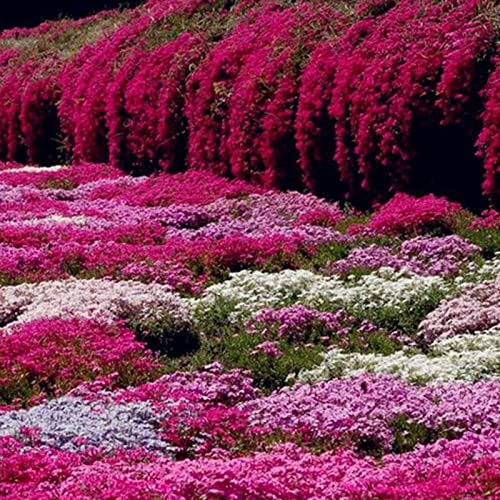 Haloppe 500Pcs Semi di piante di fiori di crescione per piantare il giardino di casa, semi di crescione Semi di erbe viola per giardino Aubrieta Semi