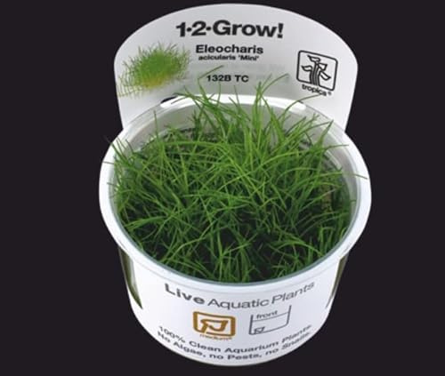 Tropica Sahawa 1-2-GROW! 2 x Bonsai-Nadelsimse/Eleocharis sp. 'Mini' Wasserpflanzen für Innen- und Außenbereich