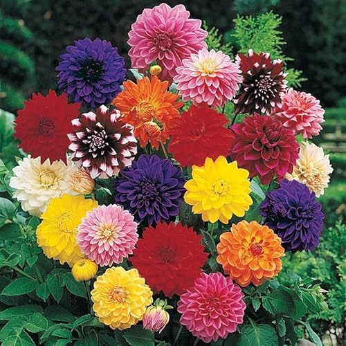 Votaniki Decorative Dahlia Mixture Bulbs for Planting - Mixture of Various Dahlia (6 Pack) Large Clumps of Tubers