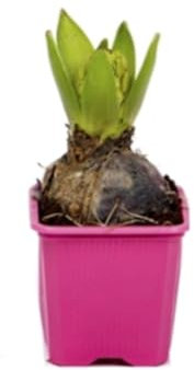 Verdecora Bulbo de flor Jacinto natural en maceta de Ø7cm | Bulbo de invierno | 1 unidad (PORTES INCLUIDOS)