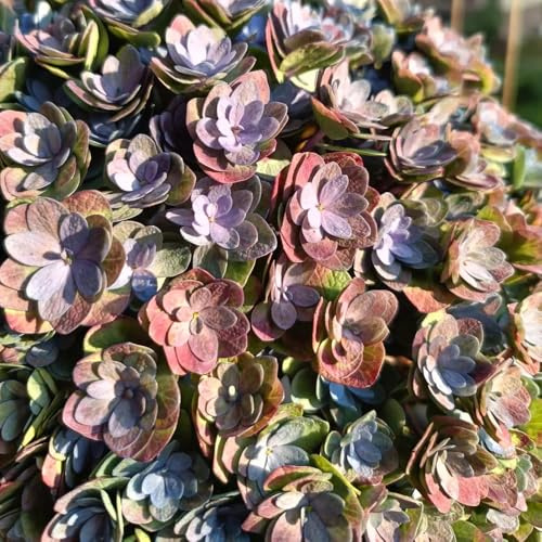 semi di ortensia - giardino perenni resistenti 450pcs
