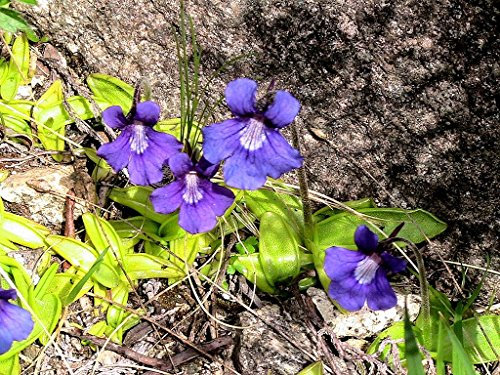 Penguicula Grandiflora ~ Grande fiorito Penguicola ~ Pianta carnivora ~ Seltene 10 Semi ~