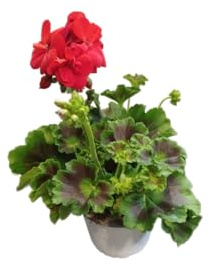 Geranio Rojo Natural DECOALIVE – Planta Viva en Maceta – Flores Vibrantes para Exterior e Interior