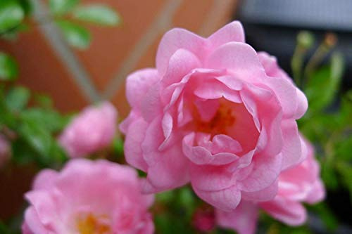 30x Bodendeckerrosen 'Rosa The Fairy' - Winterhart & Mehrjährig | Extra Buschig im 1L Topf | Sommerblüher Juni-Oktober