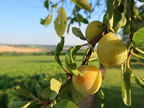 1st Mirabelle von Nancy im großen Topf 120-150cm Obstbaum Buschobst Mirabellenbaum Obst Traditions-Mirabelle ‘Nancy’ edel süß & duftend, goldgelbe Früchte