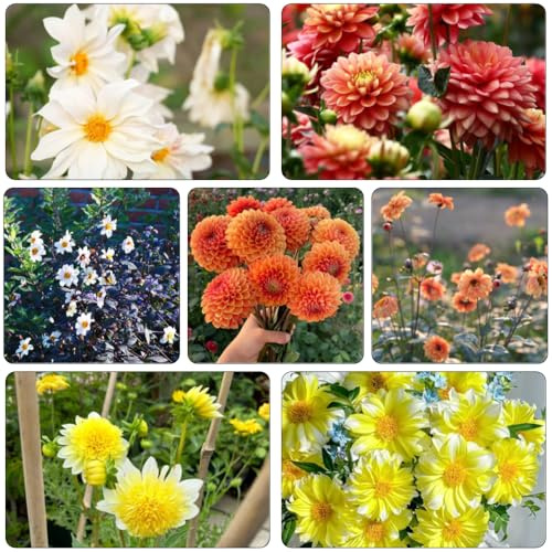 dahlien exotische zimmerpflanzen blumenwiesensaat blumensamen balkon blumenstauden winterhart pflanztopf blumenwiese herbstaussaat mehrjährig blumengarten blumensaat kräutergarten 850samen