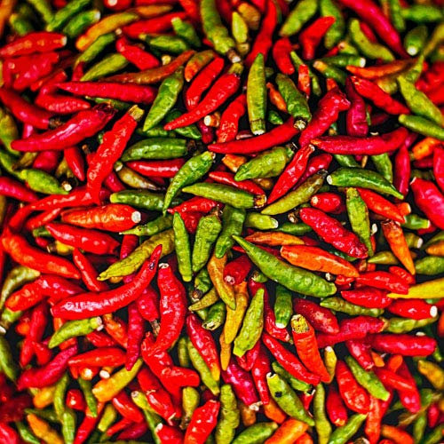 DIE scharfe Chili aus Portugal in 100% Naturqualität - 25 x Samen - scharf pikant