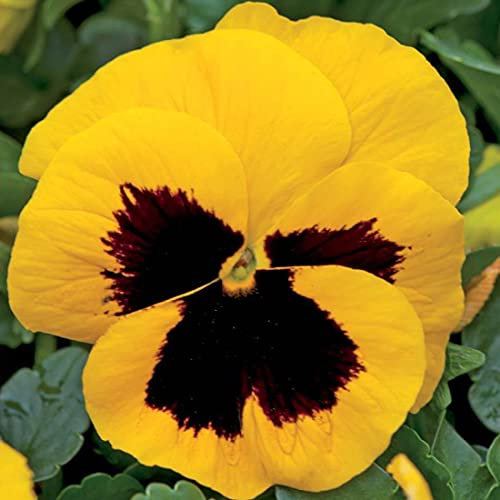 Welldales 50 UK Giant Pastel Yellow Pansy Seeds to Plant in Pots Hanging Basket Flowers