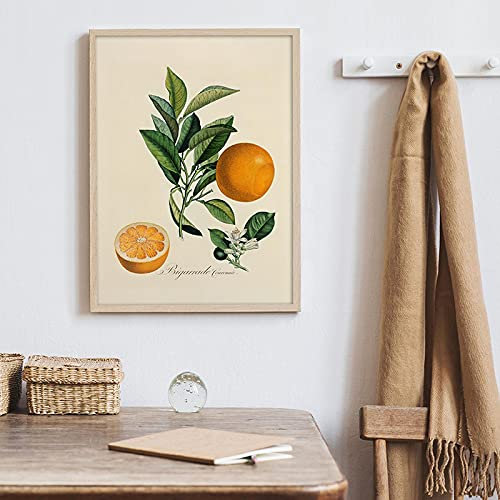 Vintage Früchte Poster Orange Zitrone Gemälde Botanischer Leinwanddruck Antikes Bild Wandkunst Küche Wohnzimmer Wohnkultur 60x90 cm Rahmenlos